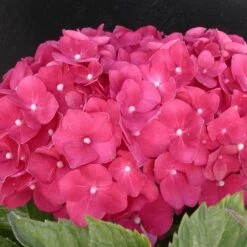 Hortensia Macrophylla Leuchtfeuer/pot De 3l - 20/40 Cm