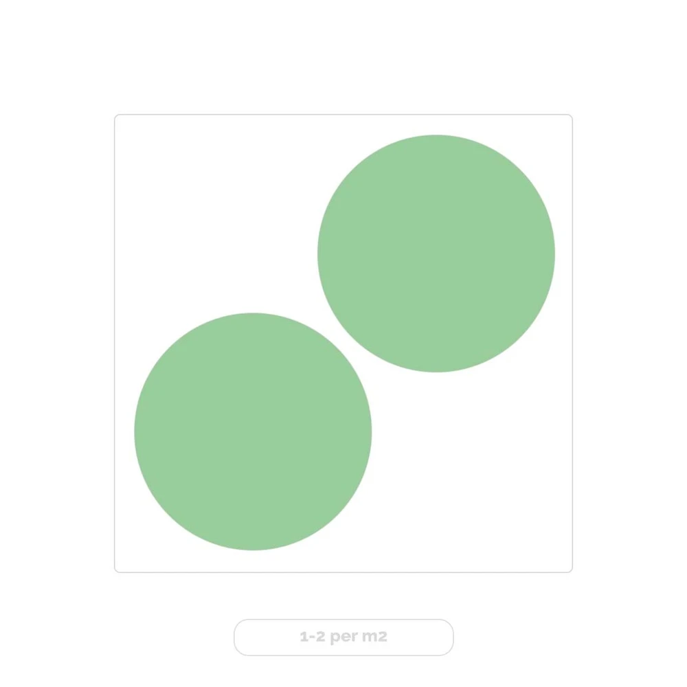 2x Eucalyptus Gunnii - Gommier - Arbuste - Persistant – ⌀17 Cm - ↕40-50 Cm – Image 4