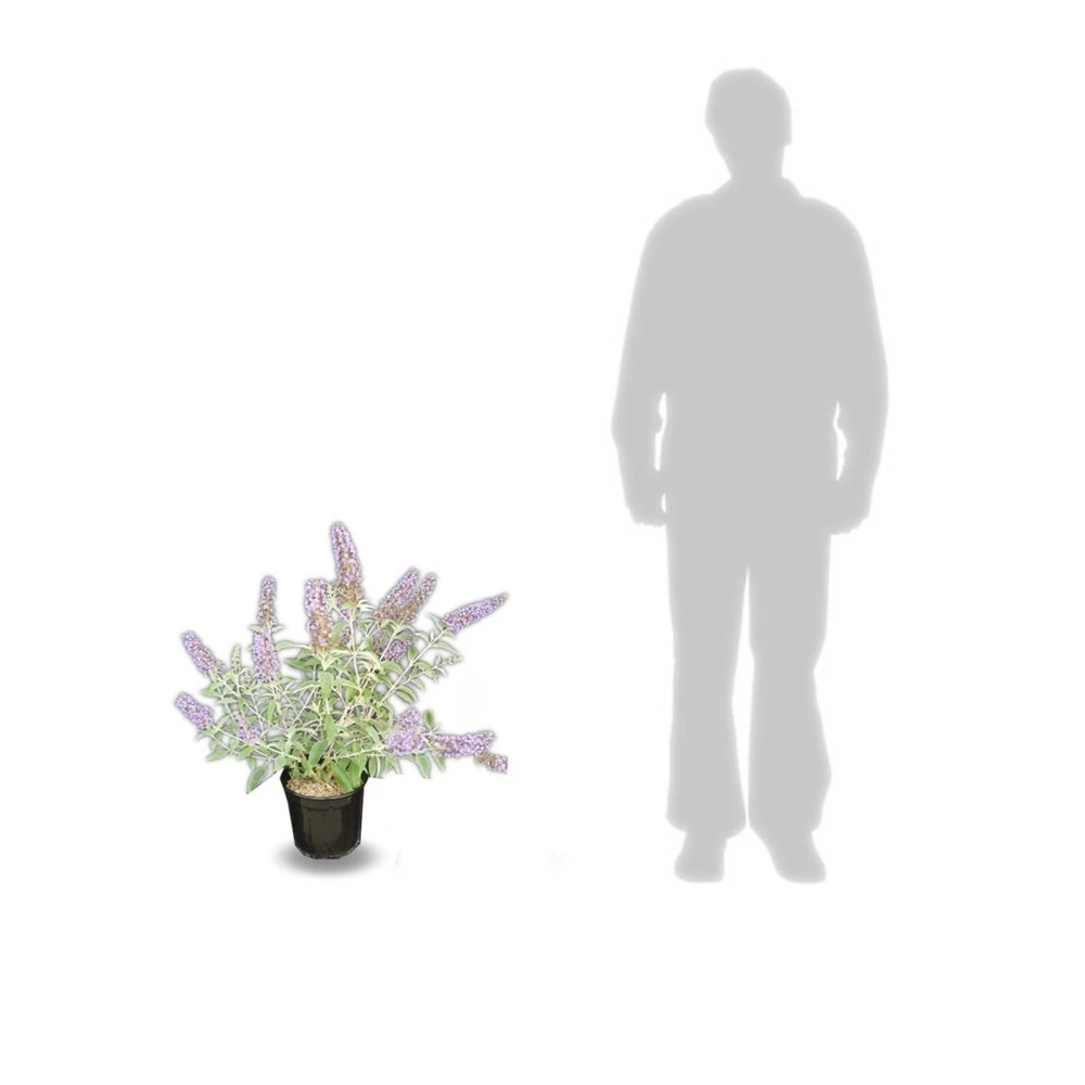 Arbre Aux Papillons Davidii Lochinch/pot De 7,5l - 60/80 Cm – Image 3