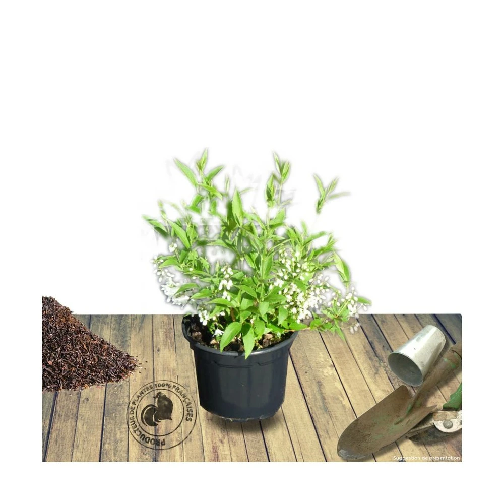 Deutzie X Hybrida Yuki Cherry Blossom® 'ncdx2'/pot De 4l - 20/40 Cm