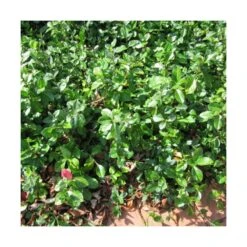 Fusain Du Japon Japonicus Microphyllus/pot De 3l - 40/60 Cm