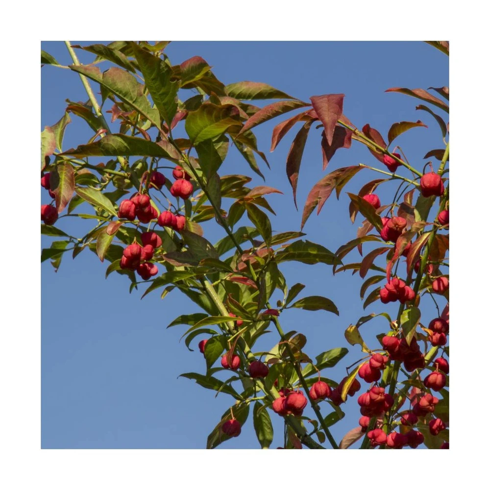 Fusain D'europe Europaeus/pot De 3l - 40/60 Cm – Image 2