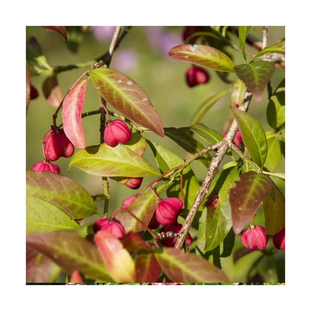 Fusain D'europe Europaeus/pot De 3l - 40/60 Cm