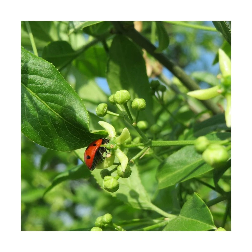 Fusain D'europe Europaeus/pot De 3l - 40/60 Cm – Image 4