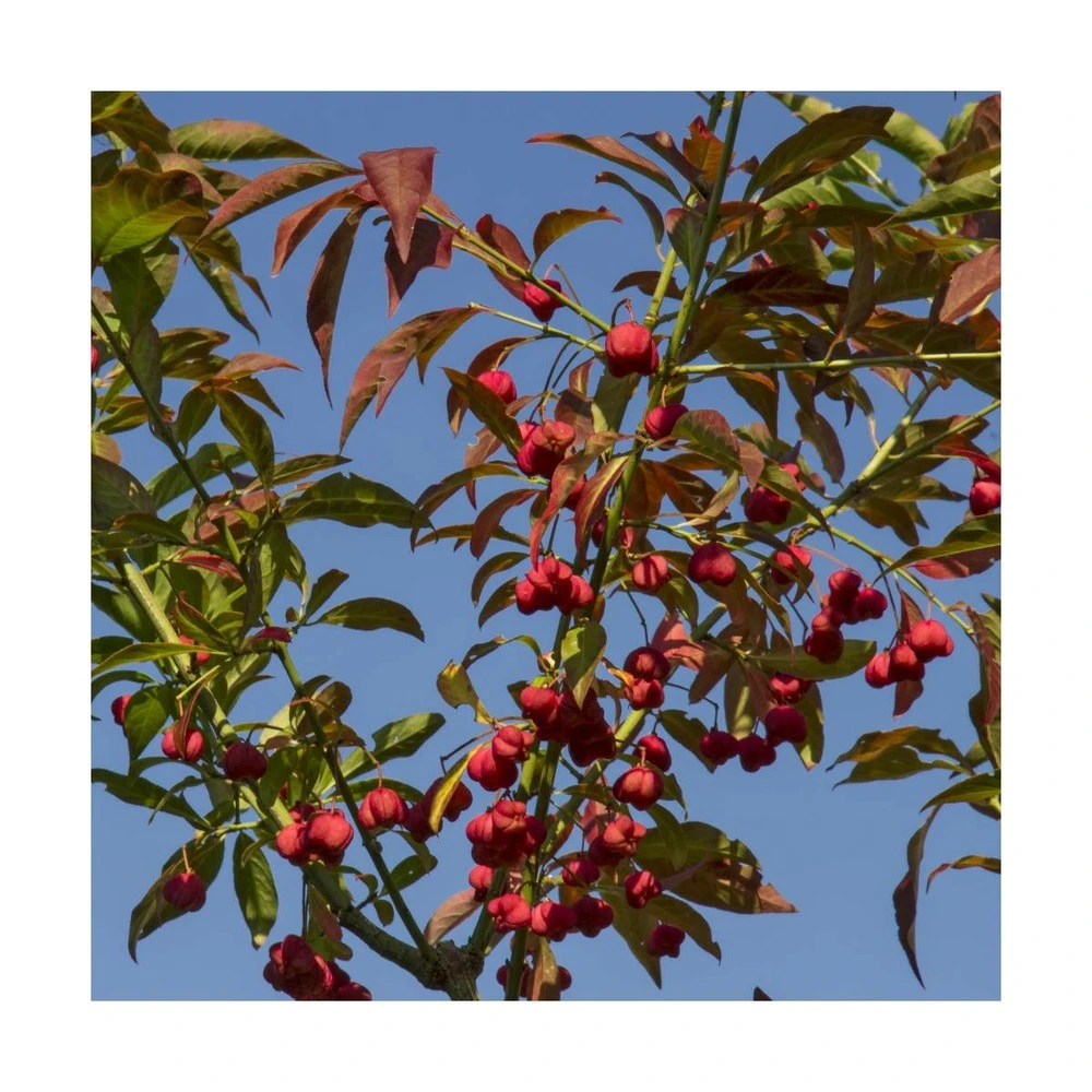 Fusain D'europe Europaeus/pot De 3l - 40/60 Cm – Image 3