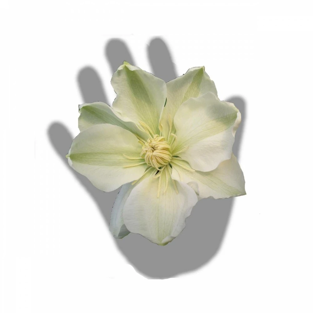 Clématite Guernsey Cream/pot De 3l - Echelle Bambou 60/120 Cm – Image 4