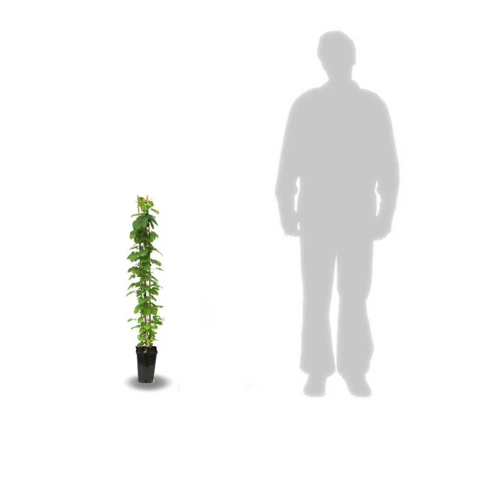 Clématite Macropetala/pot De 3l - Echelle Bambou 60/120 Cm – Image 3