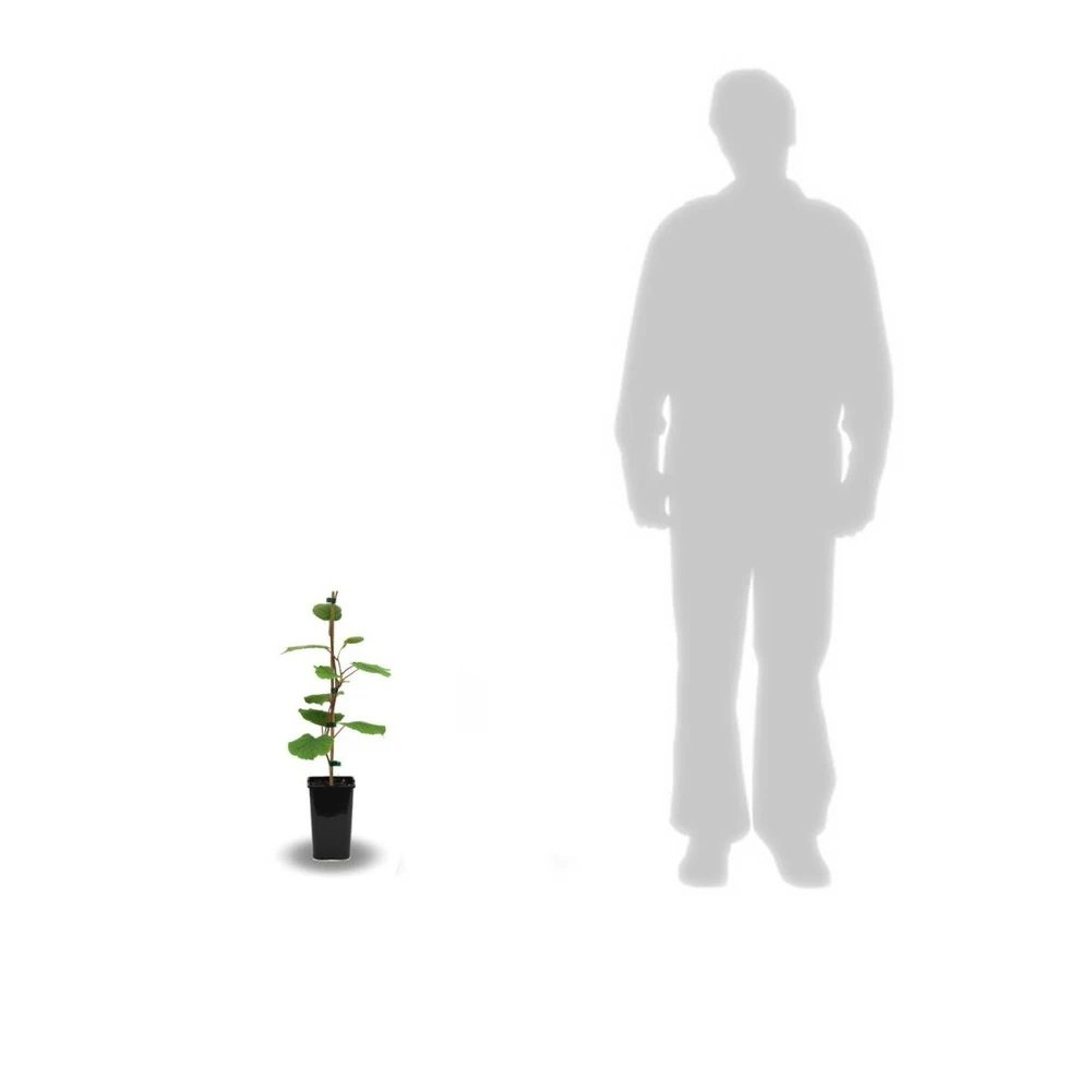 Kiwi Chinensis Jenny (autofertile)/pot De 1,5l - 20/50 Cm – Image 2