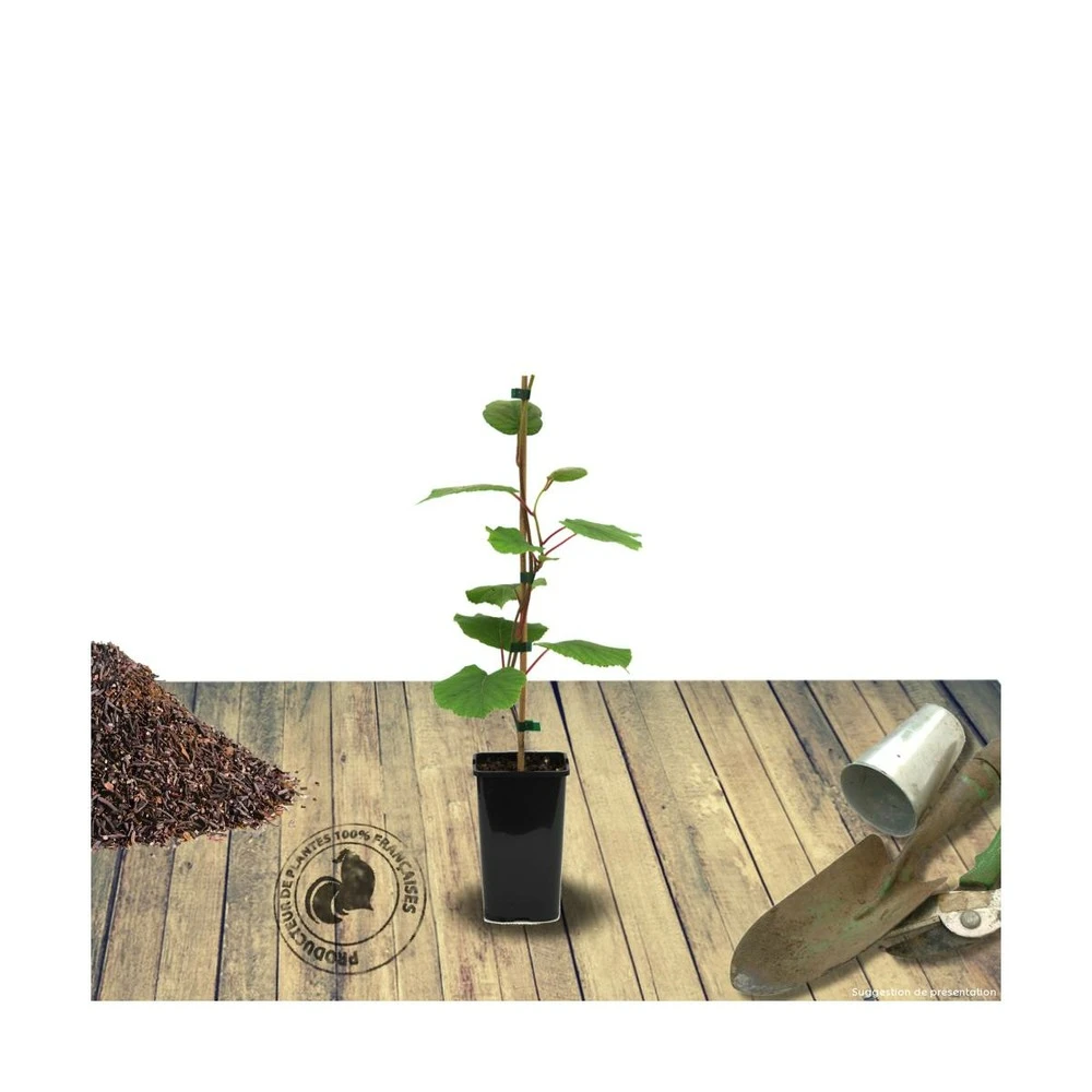 Kiwi Chinensis Jenny (autofertile)/pot De 1,5l - 20/50 Cm