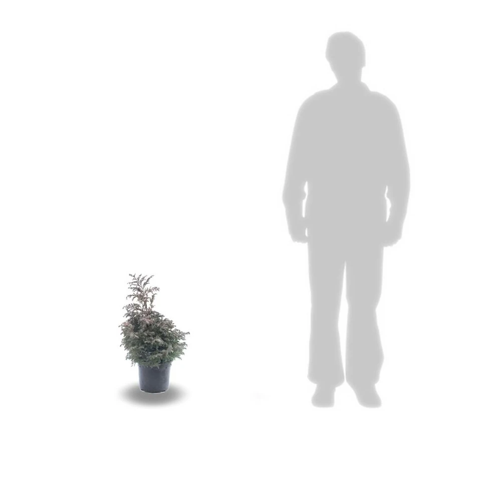 Faux Cyprès Pisifera Boulevard/pot De 3l - 20/40 Cm – Image 2