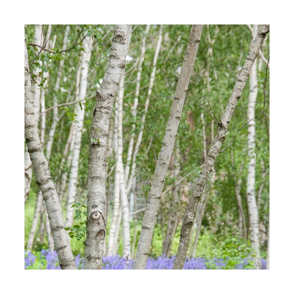 Bouleau Utilis Doorenbos/pot De 10l - 175/200 Cm – Image 2