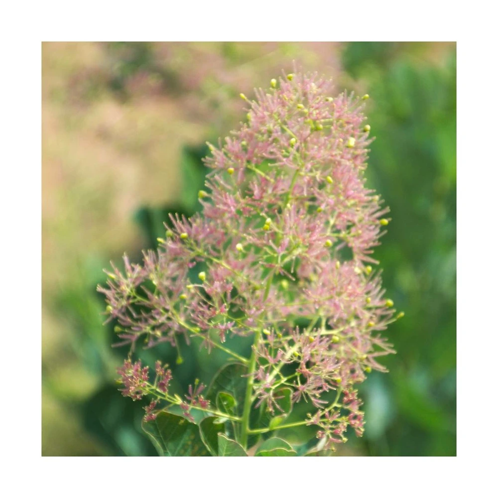 Arbre à Perruque Coggygria Young Lady/pot De 4l - 60/120 Cm – Image 2