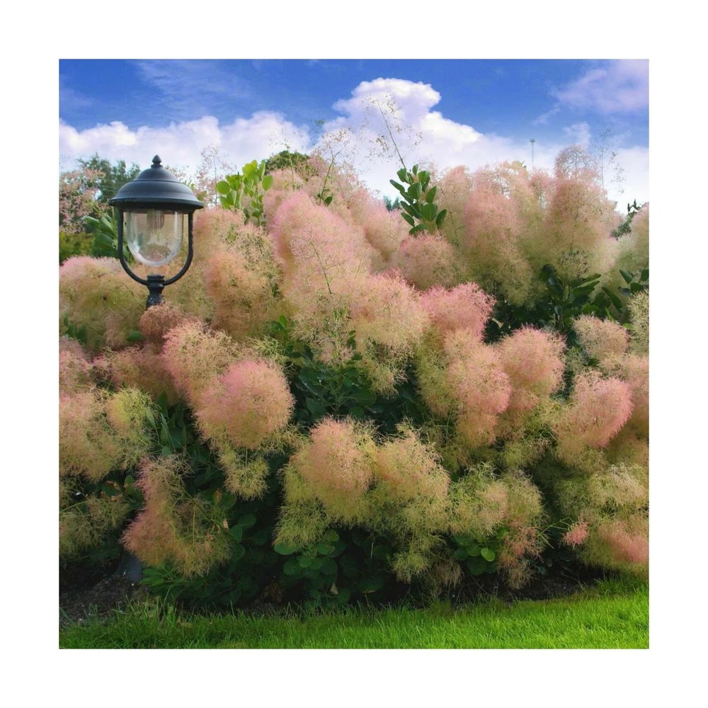 Arbre à Perruque Coggygria Young Lady/pot De 4l - 60/120 Cm – Image 3