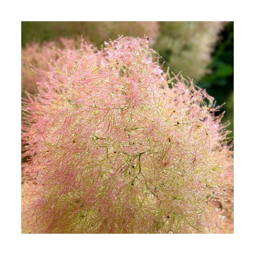 Arbre à Perruque Coggygria Young Lady/pot De 4l - 60/120 Cm – Image 5