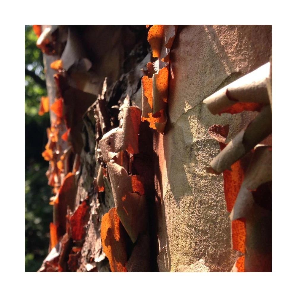 Érable à écorce De Papier/pot De 10l - 80/120 Cm – Image 3