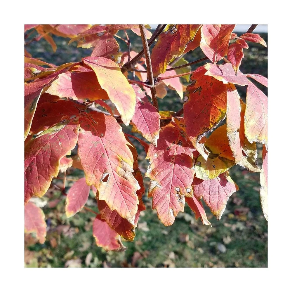 Érable à écorce De Papier/pot De 10l - 80/120 Cm – Image 2