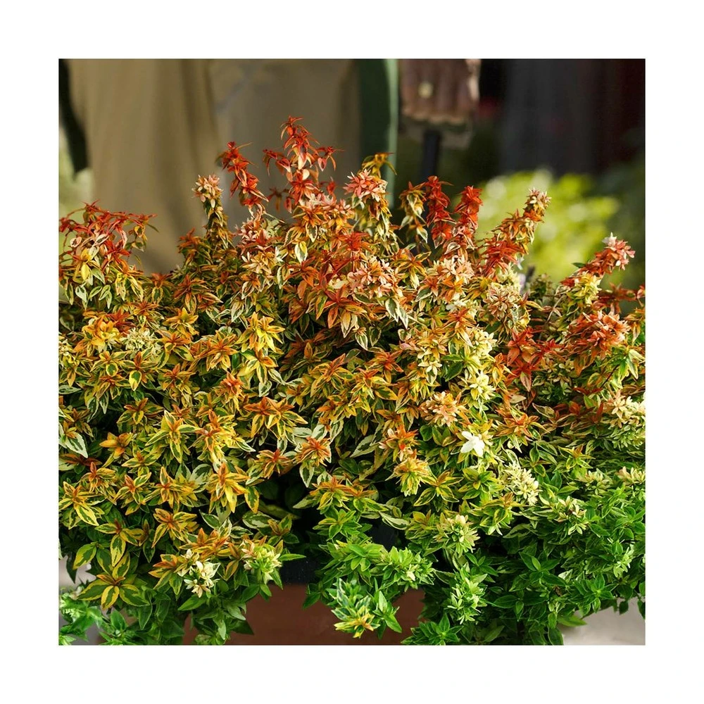 Abélie à Grandes Fleurs Kaleidoscope®/pot De 4l - 40/60 Cm