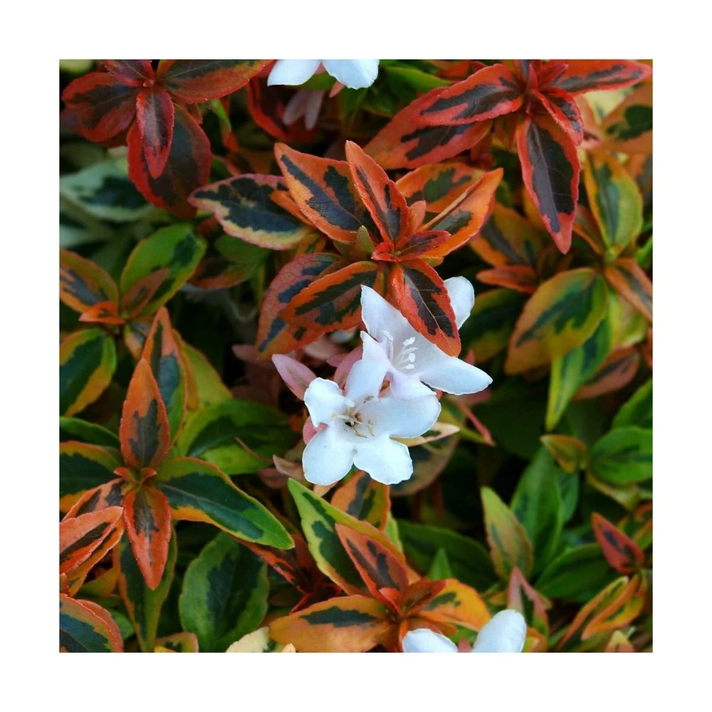 Abélie à Grandes Fleurs Kaleidoscope®/pot De 4l - 40/60 Cm – Image 2