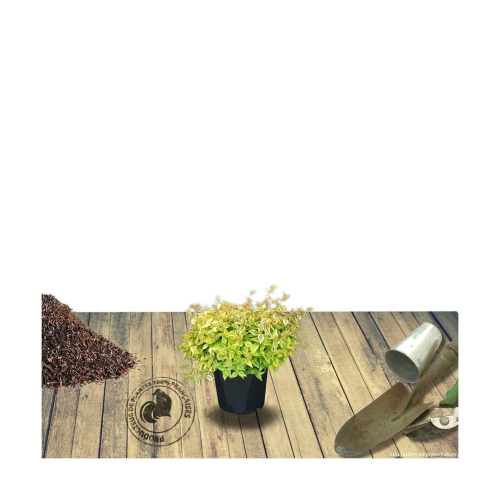 Abélie à Grandes Fleurs Kaleidoscope®/pot De 4l - 40/60 Cm – Image 5