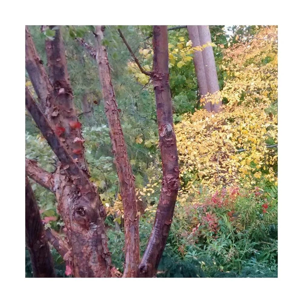 Érable à écorce De Papier/pot De 18 L - 125/150 – Image 4