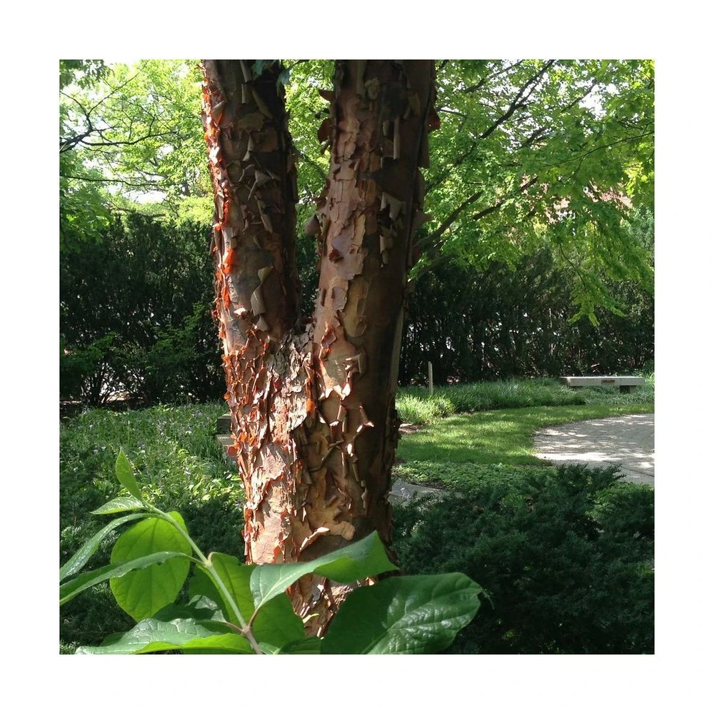 Érable à écorce De Papier/pot De 18 L - 125/150