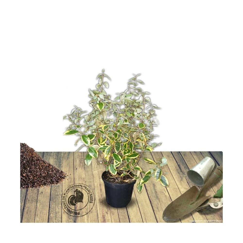 Elaeagnus X Ebbingei Viveleg®/pot De 7,5l - 80/100 Cm – Image 3