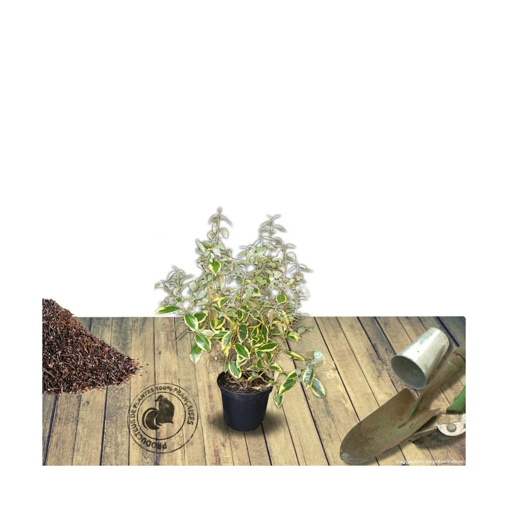 Elaeagnus X Ebbingei Viveleg®/pot De 7,5l - 80/100 Cm – Image 2