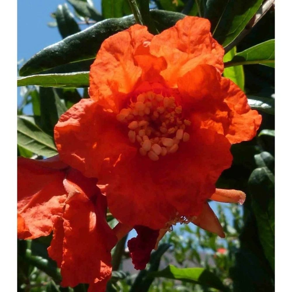 Punica Granatum (grenadier à Fruits) Rouge - Taille Pot 230l - 175/200cm - Peri 50/60 – Image 4