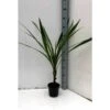 Cordyline Australis Blanc - Taille Pot De 7 Litres ? 100/120 Cm