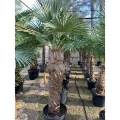 Trachycarpus Fortunei (palmier Chanvre, Palmier Moulin à Vent) Pot De 1 Litre ? 20/40 Cm
