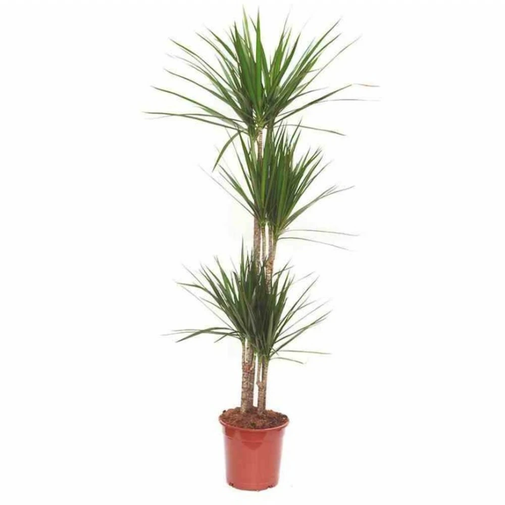 Dracaena Marginata 'green' (dragonnier) Taille Pot De 3 Litres - 50/60 Cm – Image 3