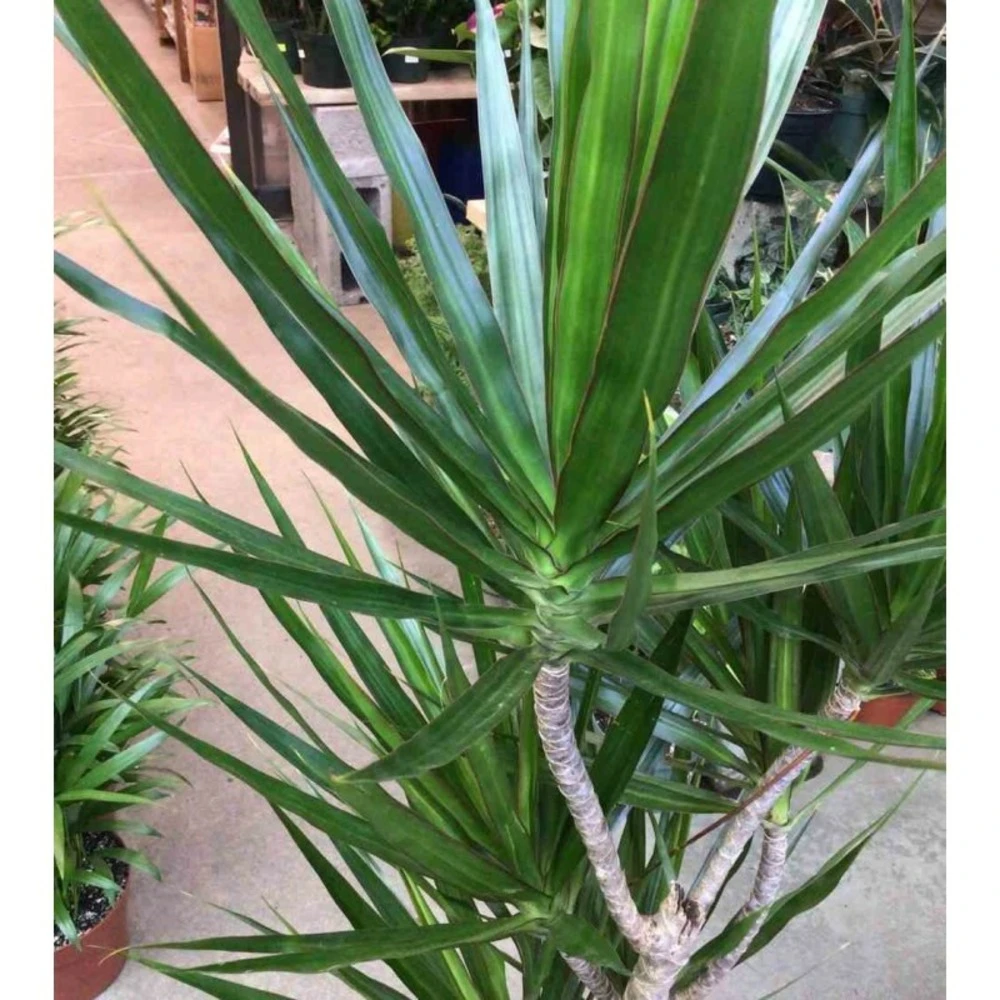 Dracaena Marginata 'green' (dragonnier) Taille Pot De 3 Litres - 50/60 Cm – Image 2