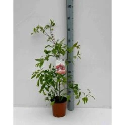Punica Granatum Adulte (grenadier Ă Fruits) Rouge - Taille Pot 230l - 175/200cm - Peri 40/50