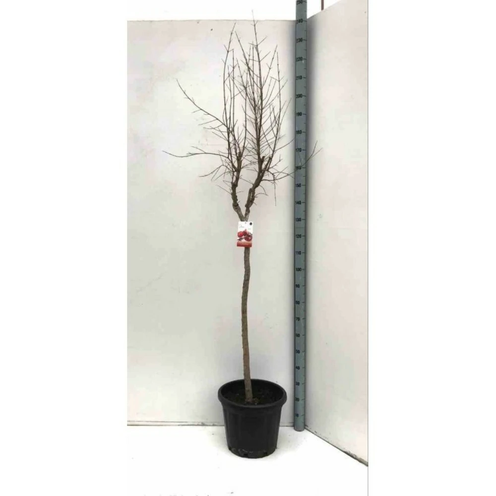 Punica Granatum Adulte (grenadier à Fruits) Rouge - Taille Pot 230l - 175/200cm - Peri 40/50 – Image 3