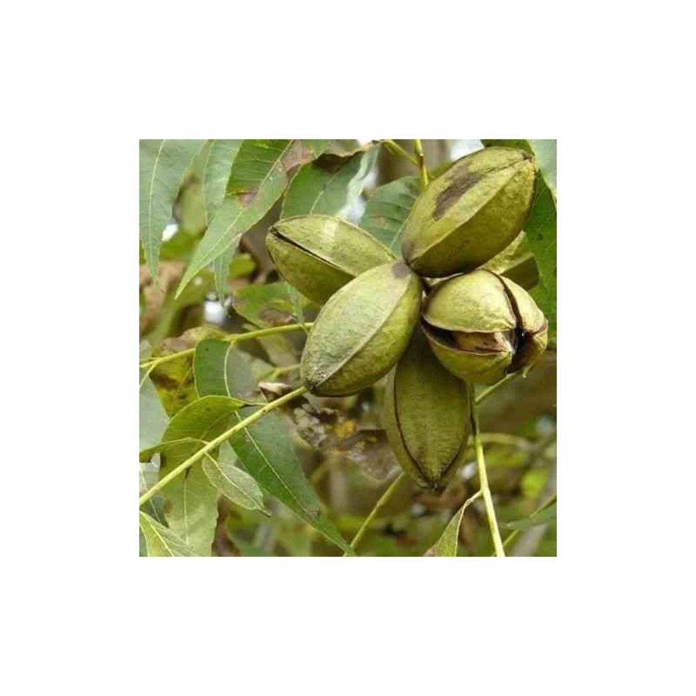 Carya Illinoinensis Adulte (noix De Pecan, Pacanier) Vert - Taille Pot De 25l - 160/180cm – Image 3