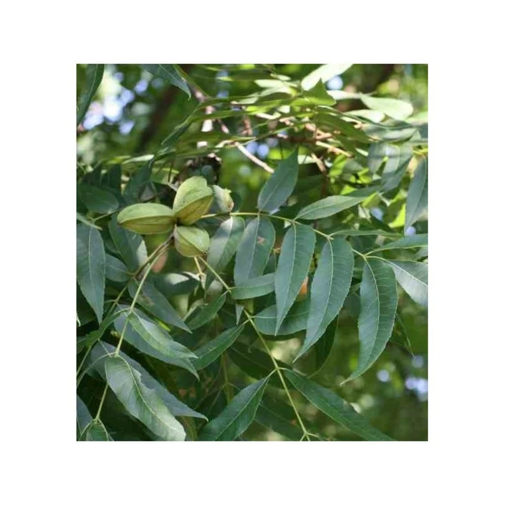 Carya Illinoinensis Adulte (noix De Pecan, Pacanier) Vert - Taille Pot De 25l - 160/180cm – Image 2