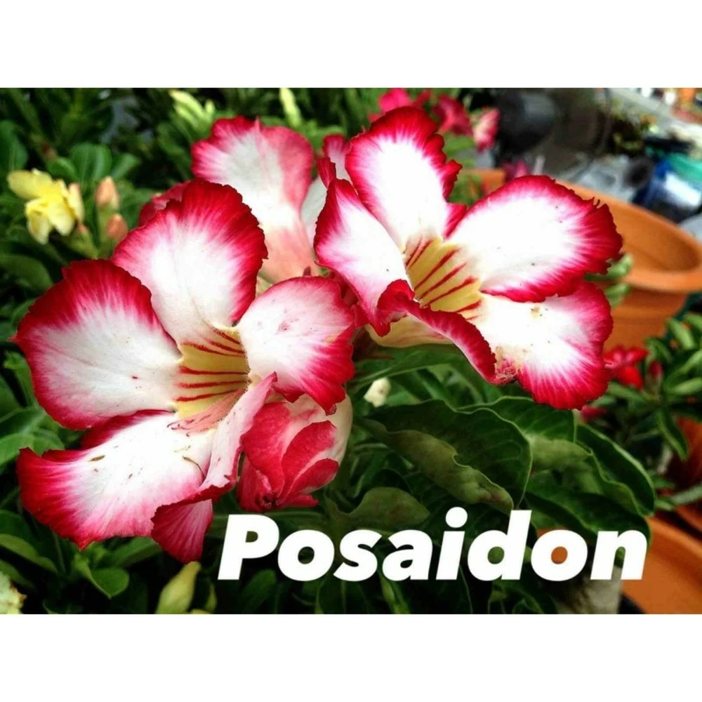 Adenium Obesum Cv.posaidon Rouge - Taille Caudex D'environ 150g
