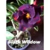 Adenium Obesum Cv.black Wildow Noir - Taille Caudex D'environ 2000g 25/30cm Très Gros Caudex