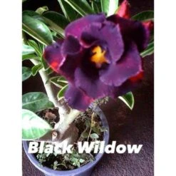 Adenium Obesum Cv.black Wildow Noir - Taille Caudex D'environ 2000g 25/30cm Très Gros Caudex