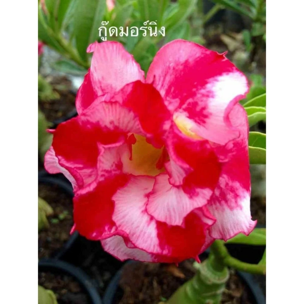 Adenium Obesum Cv.good Morning Rouge - Taille Caudex D'environ 150g