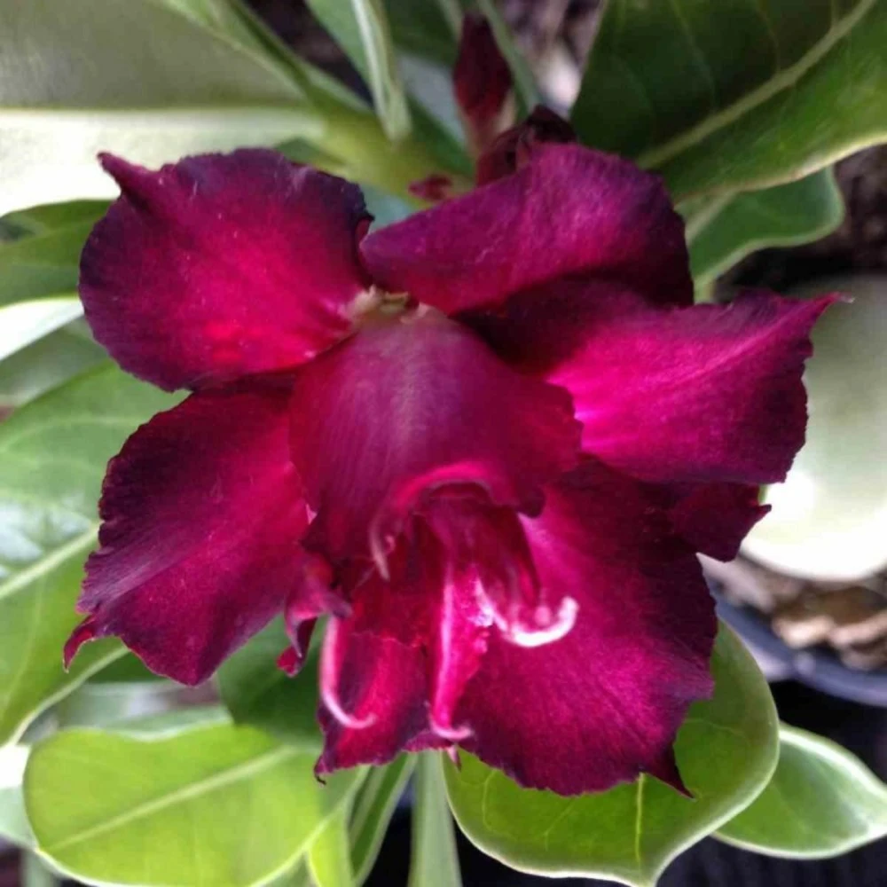 Adenium Obesum Cv.muang Dang Rouge - Taille Caudex D'environ 2000g 25/30cm Très Gros Caudex – Image 2