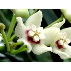 Hoya Australis (fleur De Porcelaine, Fleur De Cire) Taille Pot De 2 Litres - 20/40 Cm - Blanc Et Rose