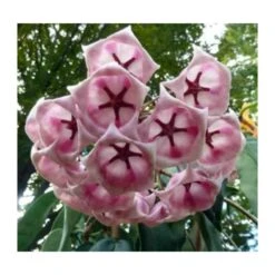 Hoya Archboldiana Rose (fleur De Porcelaine, Fleur De Cire) Rose - Taille Pot De 2 Litres - 20/40 Cm