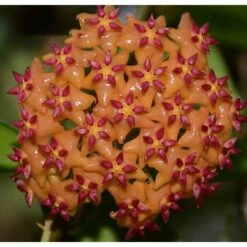 Hoya Valmayoriana (fleur De Porcelaine, Fleur De Cire) Orange - Taille Pot De 2 Litres - 20/40 Cm
