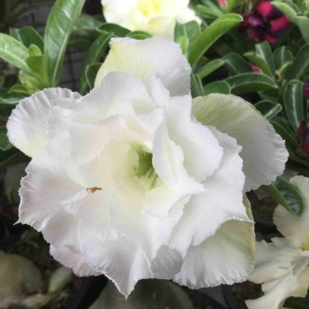 Adenium Obesum Cv.ang Snow Blanc - Taille Caudex D'environ 150g