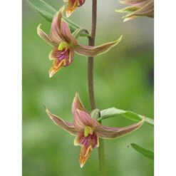 Epipactis Gigantea Taille Pot De 1 Litre - 0/60 Cm - Rouge