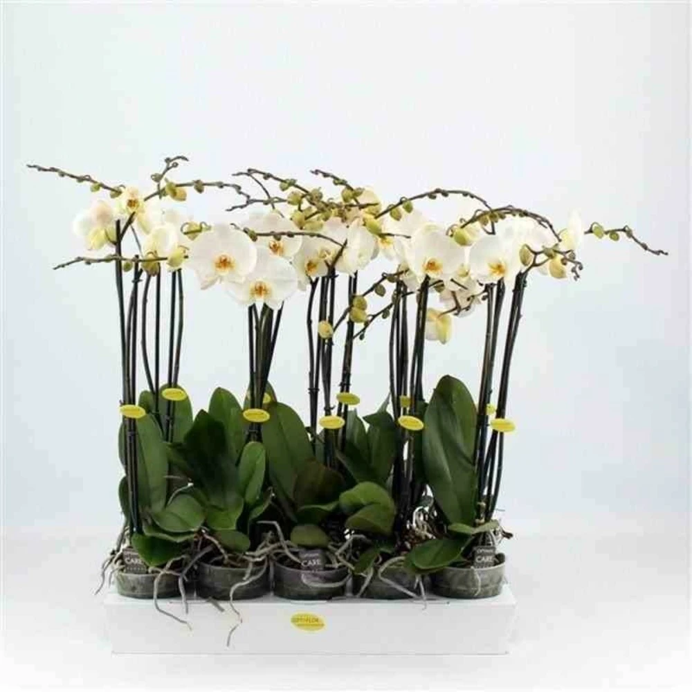 Phalaenopsis Hybride Blanche (orchidée Papillon) Taille Pot De 2 Litres - 60/80 Cm – Image 2