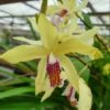 Bletilla Striata "yellow" Jaune - Taille Pot De 1 Litre ? 30/40 Cm