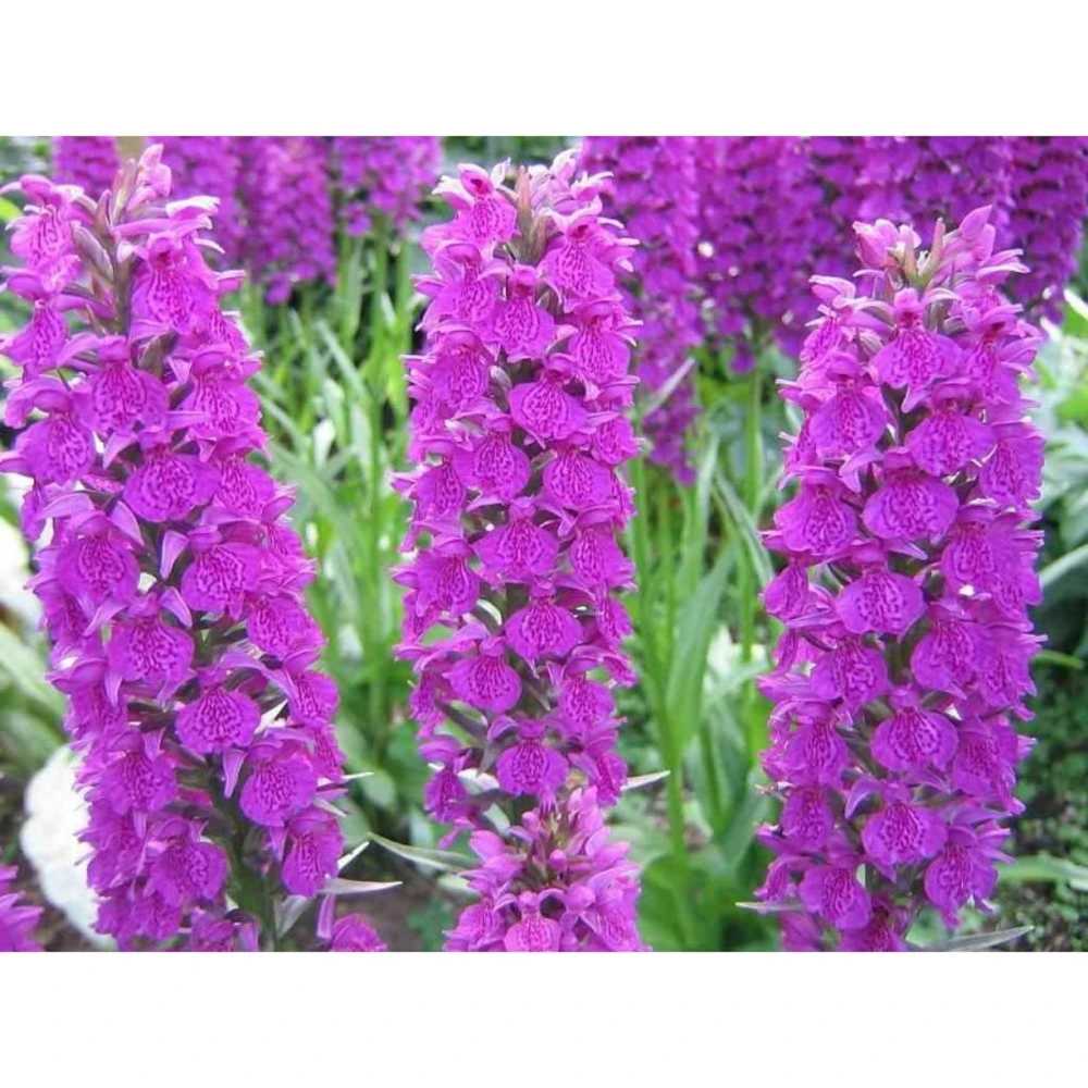 Dactylorhiza Foliorella Taille Pot De 1 Litre - 0/60 Cm