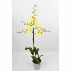 Oncidium Hybride Taille Pot De 1 Litre - 30/50 Cm